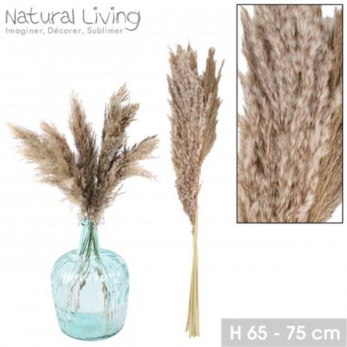 PAMPA GRASS NATURAL X 6PCS 65CM-75CM