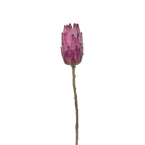 HASTE - SINGLE PROTEA 52CM