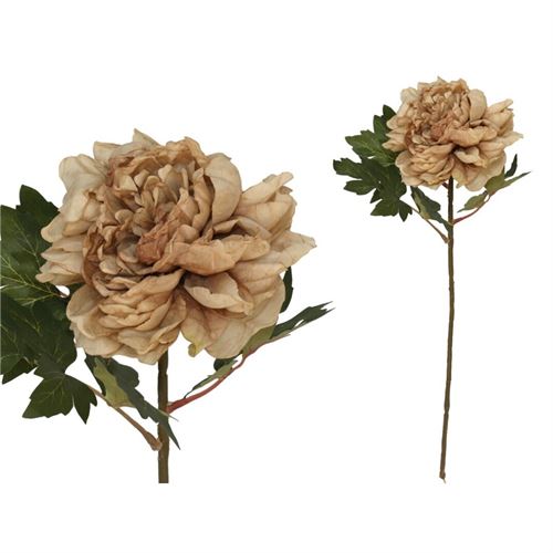 208619 HASTE PEONIA SECA 66CM