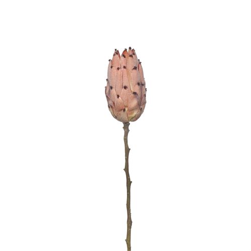 42221 HASTE - SINGLE PROTEA 52CM