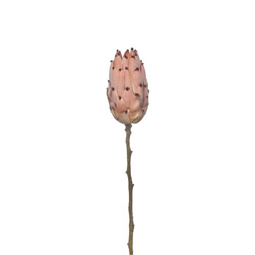 HASTE - SINGLE PROTEA 52CM