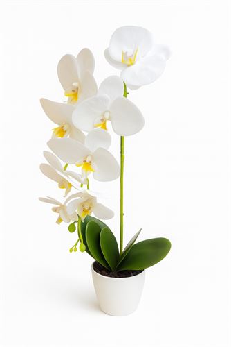 127034603 ORQUIDEA 55CM