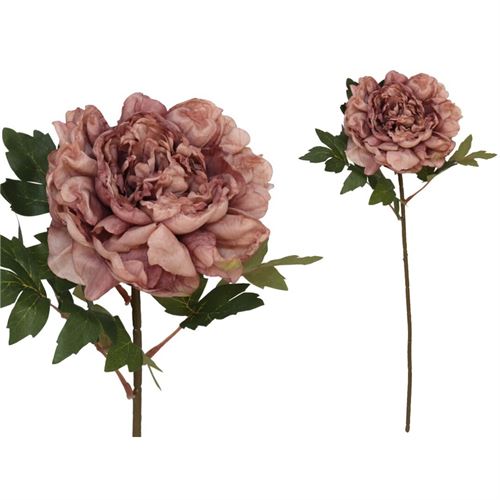 208640 HASTE PEONIA SECA 66CM