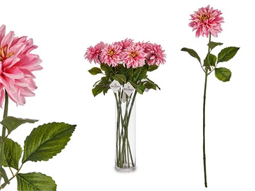 77050 DALIA ROSA