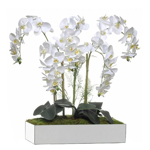 46058 ORQUIDEA 5 CAULES BASE ESPELHO