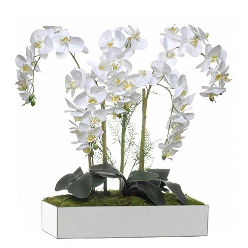 ORQUIDEA 5 CAULES BASE ESPELHO