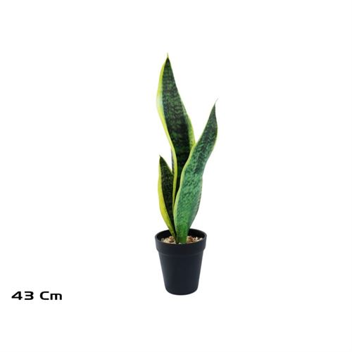207087 PLANTA SANSEVIERIA 43CM