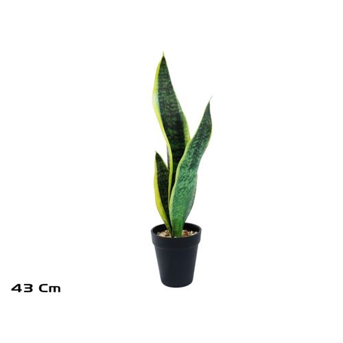 PLANTA SANSEVIERIA 43CM