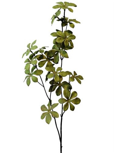 FOLHA DE AZALIA 70CM