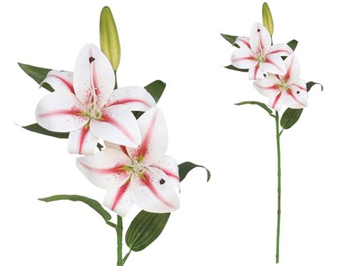 225890 LILIUM X3 TOQUE REAL