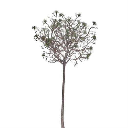 42188 HASTE BRANCH PINE TREE 79CM