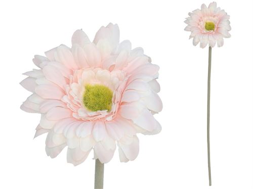 227672 GERBERA MICROPEACH 12CM / 52CM