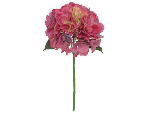 743495 HASTE HORTENSIA
