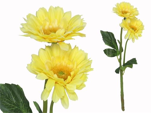 217420 GERBERA X2