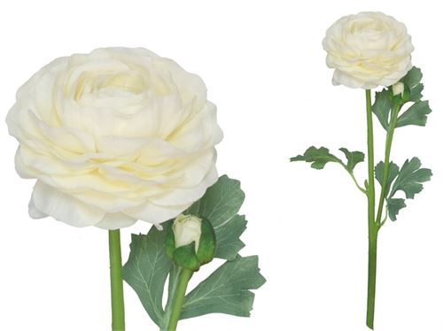 217918 RANUNCULUS X 2