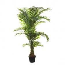 43328 PLANTA CHRYSALIDOCARPUSX7 170CM