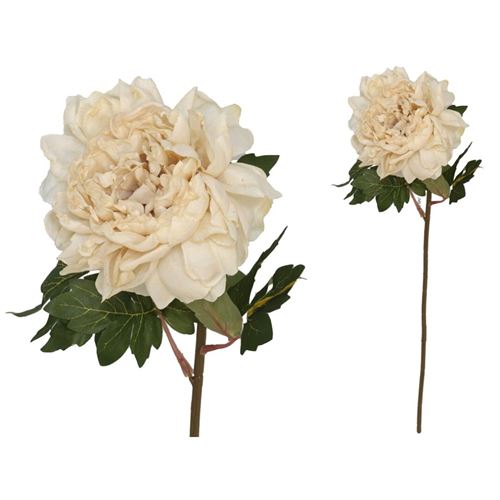 208596 HASTE PEONIA SECA 60CM