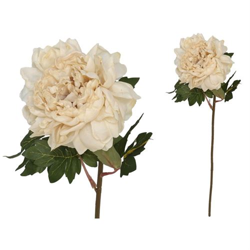 HASTE PEONIA SECA 60CM