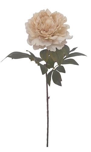 53-IT-7375 HASTE PEONIA CREME