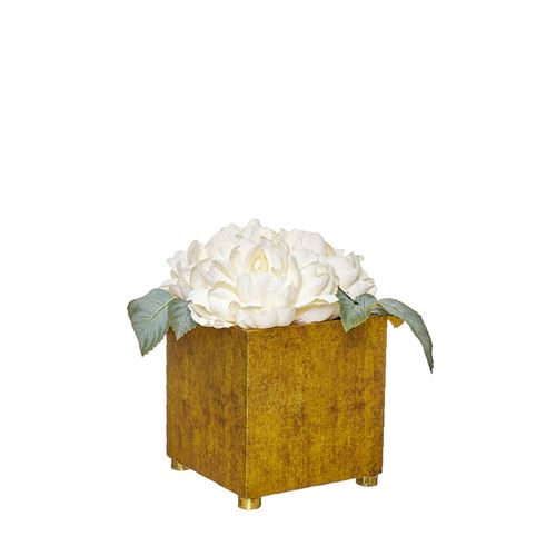 46138 THE BOX - OLD GOLD PEÔNIAS BRANCAS PQ C 15,00 L 15,00 A 15,00