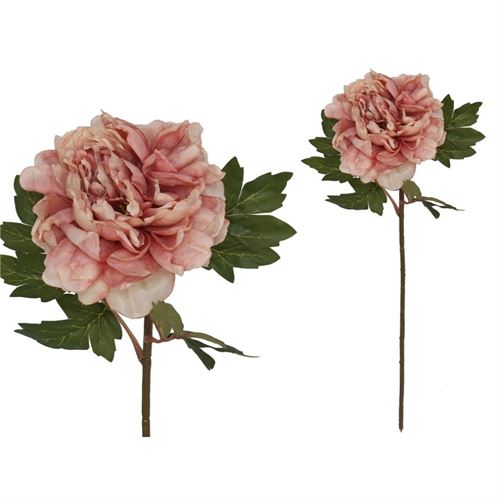 208633 HASTE PEONIA SECA 66CM