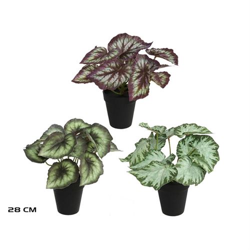 019130 VASO BEGONIA 28CM