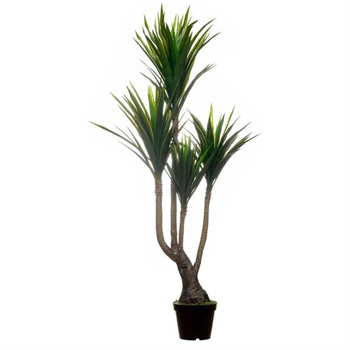 PLANTA YUCCA 170CM