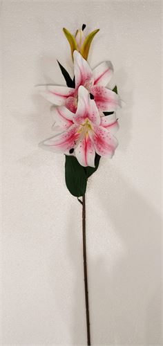 838320 HASTE LILIUM