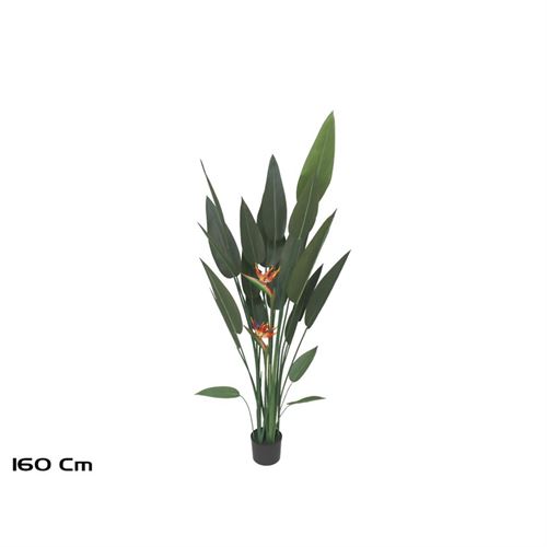187167 PLANTA AVE DEL PARAISO-160 CM
