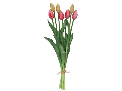 217789 TULIPA X7