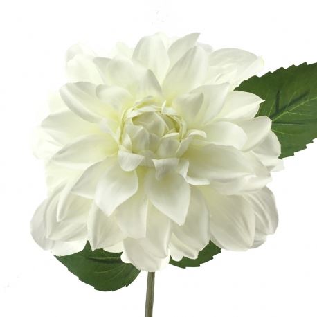 2502 HASTE DALIA
