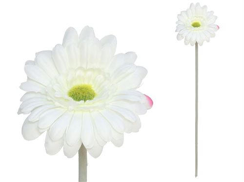 227665 GERBERA MICROPEACH 12CM / 52CM