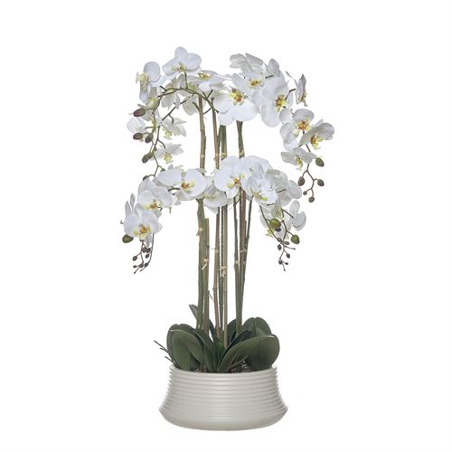 43570 ORQUIDEA 82CM TAÇA CERAMICA