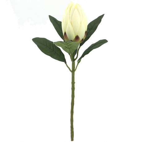 2505 HASTE PROTEA