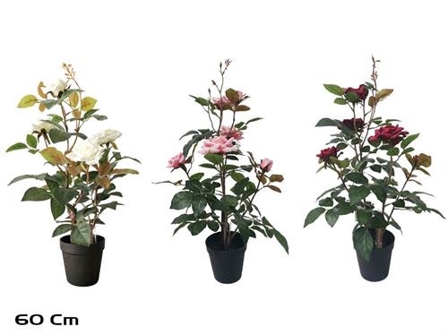 206622 PLANTA ROSEIRA 60CM