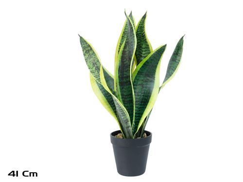 207094 PLANTA SANSEVIERIA 41CM