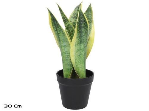 398419 PLANTA SANSEVIERIA