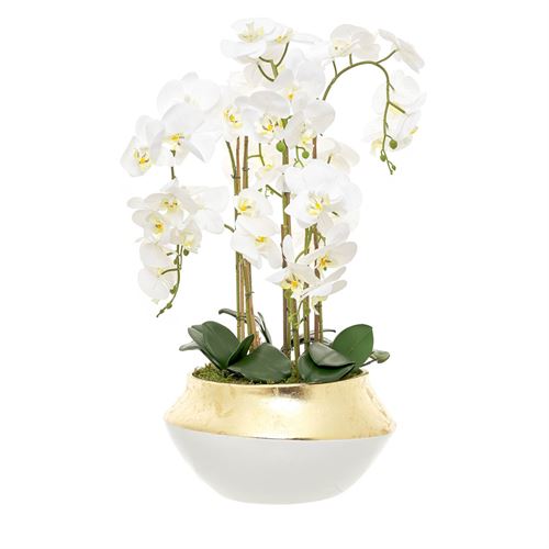 46143 ORQUIDEA 7 CAULES TAÇA HOLAND BRANCO OURO