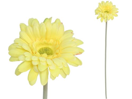 227689 GERBERA MICROPEACH 12CM / 52CM