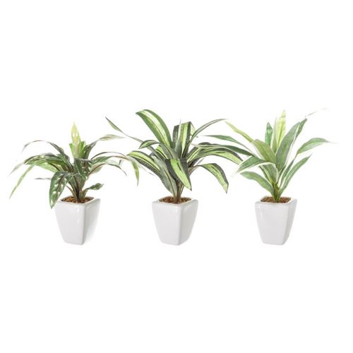 122404 VASO C/PLANTA