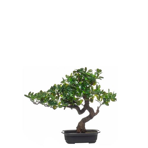 43307 PLANTA CAJUPUT TREE 46CM