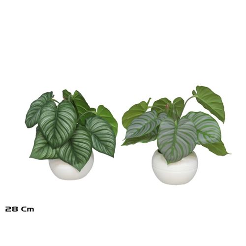 198606 PLANTA CALATÉIA