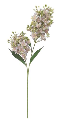 53-IT-7815 HASTE FRESIA 70CM