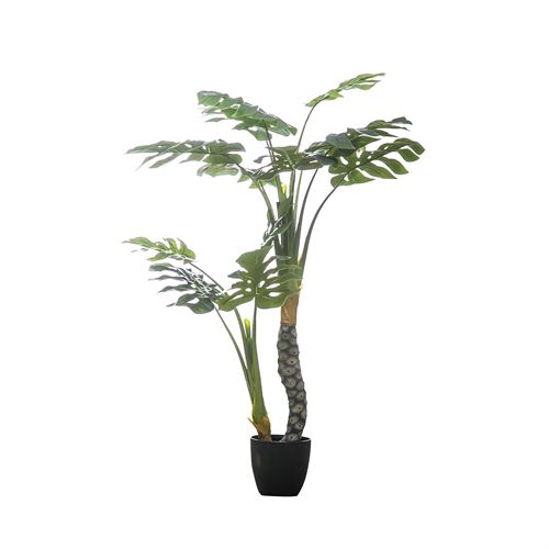 PLANTA SPLIT PHILO 15LVS 13 150CM