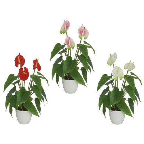 ANTHURIUMS 40 CM