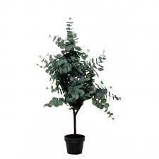 PLANTA EUCALYPTUS TREE 110CM