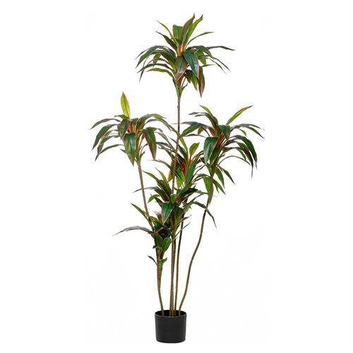 PLANTA RED DRACAENA 163LVS 150CM