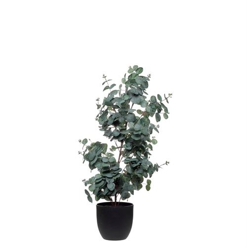 PLANTA EUCALYPTUS TREE 90CM