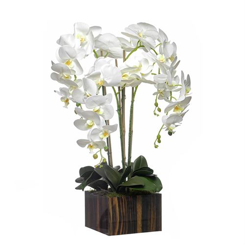 ORQUIDEA 4 CAULES 20x20x70CM