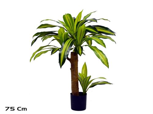 206714 ÁRVORE DRACAENA 75CM
